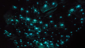 Waitomo Caves glow worms sparkling on roof
