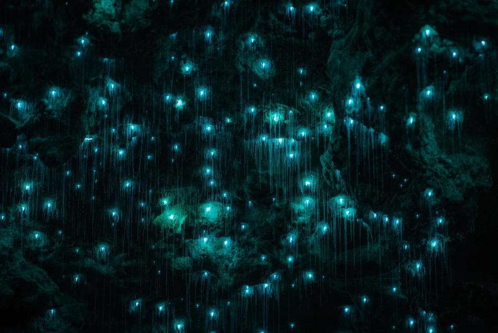View of glowworms on the ceiling of the Waitomo Caves, a New Zealand holiday destination, glowing a bioluminescent blue against the darkness