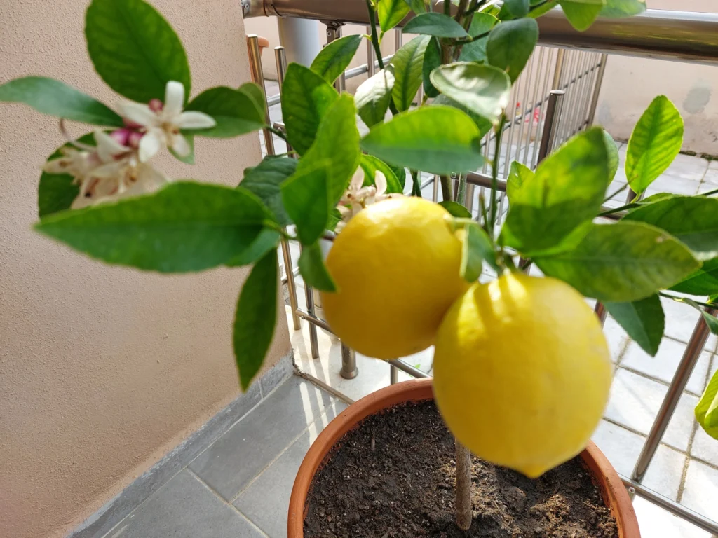 Potted fruit tree given as a Valentine's Day gift in New Zealand