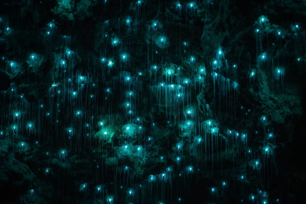 View of glowworms on the ceiling of the Waitomo Caves, a New Zealand holiday destination, glowing a bioluminescent blue against the darkness